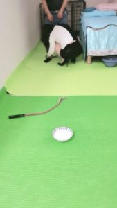 【美容院S】狗笼圈养手铐捆绑跪求圣水/转胯爬行 JS23051203_绳艺库视频下载