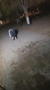 【二宝】大学生S户外调双狗 bf11039_绳艺库视频下载