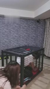 【夏夏绳缚】囚禁艺术圈养狗 bf4569_绳艺库视频下载