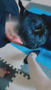 【魅影女神】竞争早餐的两狗奴 bf16289_绳艺库视频下载