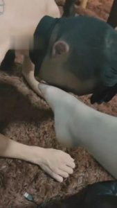 【糖糖】贱狗对靴子的迷恋 bf3072_绳艺库视频下载