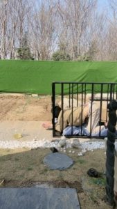 套路直播视频【沅芷大人】15小时囚禁后上刑/圣水/鞭打 bf25577_绳艺库视频下载