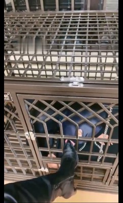 【仙女殿下】圈养的狗被暴虐 bf7118_绳艺库视频下载