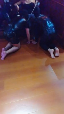 【药神】多只狗狗争抢舔脚 bf20480_绳艺库视频下载