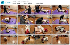 【一绳所爱】大学女神陈依依玩K9_绳艺库视频下载