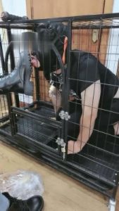 【西安欣】胯下的屈从-舔马丁靴/白袜深喉 bf16427_绳艺库视频下载