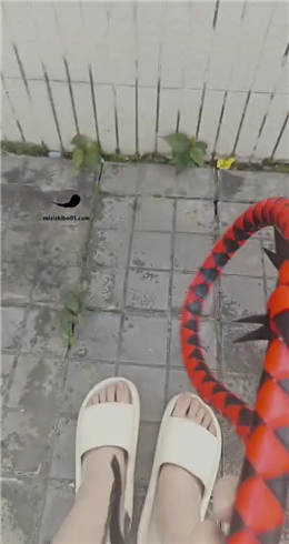 套路直播视频【囡囡】午后带贱狗天台晒太阳  JS23030108_绳艺库视频下载