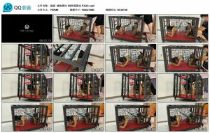 【涵涵】旗袍黑丝 K9狗笼固定 PJGC_绳艺库视频下载