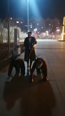 【冷御女王】高贵女王户外溜双狗奴 bf26991_绳艺库视频下载