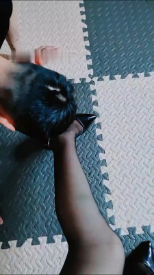 【魅影女神】清晨求吃脏东西的狗 bf14489_绳艺库视频下载