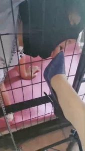 【傲雪】狗笼圈养羞辱 bf17389_绳艺库视频下载