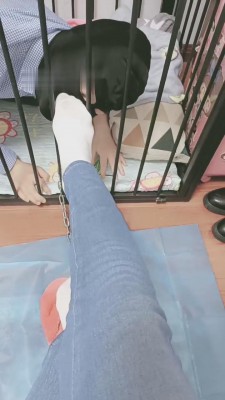 【执念】狗笼里放出来喂食 bf10256_绳艺库视频下载