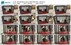 【涵涵】K9狗笼调教 开口器+流口水+镣铐+铁链固定+黑丝+丁字裤+SP_绳艺库视频下载
