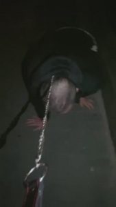 【樱桃大大】一场说走就走的遛狗 bf8426_绳艺库视频下载