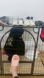 【小猫咪】生活化调圈养狗奴 bf19213_绳艺库视频下载