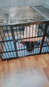 【小律】应聘私奴的贱狗 bf1215_绳艺库视频下载