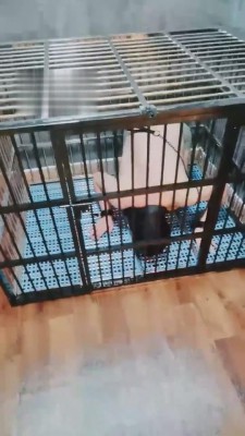 【小律】应聘私奴的贱狗 bf1215_绳艺库视频下载