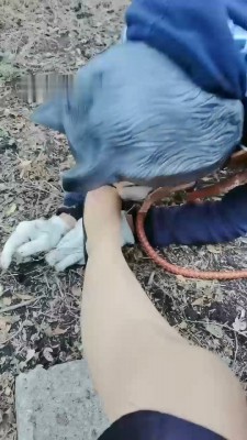 图片[3]_【魔鬼天使】户外犬化遛狗爬行【完整版】_绳艺库视频下载