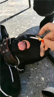 图片[8]_【广东迪迪】双S-户外-公开处刑遛狗_绳艺库视频下载