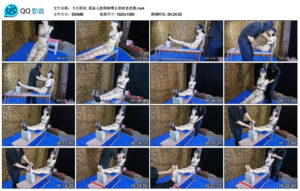 【飞天原创】柔仙儿股绳勒嘴五块砖老虎凳_绳艺库视频下载