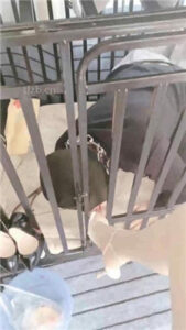 【bibi团】狗笼圈养囚禁/人体鞋架/伺候沐足_绳艺库视频下载