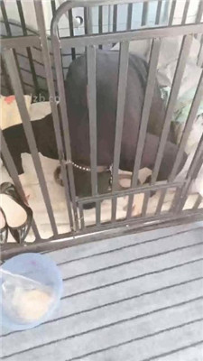 图片[3]-bibi团】狗笼圈养囚禁/人体鞋架/伺候沐足-绳艺资源网