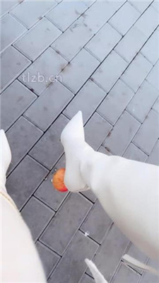 图片[10]-苒溪】公园开发相亲男做狗-HD绳艺资源网