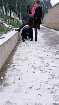 图片[5]-乐爷】野外-冰天雪地-遛狗艺术