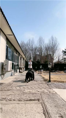 图片[5]-沅芷大人】圈养犬化-户外狗链遛狗