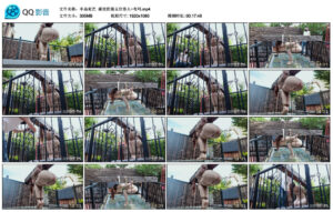 【半岛束艺】澡堂的第五位客人~布玛_绳艺库视频下载